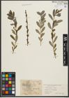 Foto von Salix purpurea L. x Salix repens L.